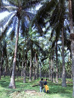Palm